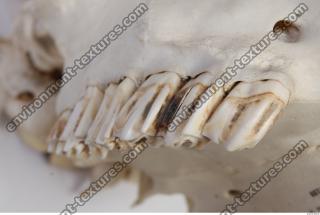 animal skull teeth 0027
